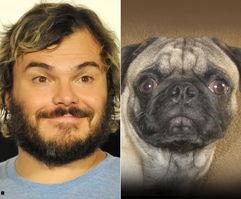 巴哥 明星,萌宠界的璀璨明星