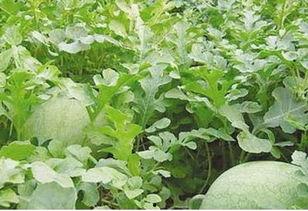 吃瓜跟瓜地里的瓜秧一样,共舞田园生活