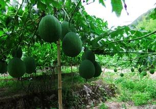 金丝吊瓜怎么吃最好