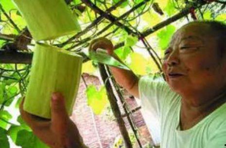 砍瓜多长可以吃