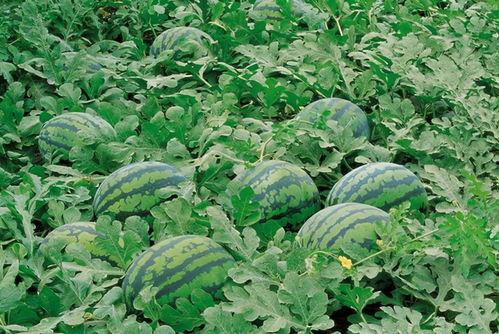 狐狸淘果园吃瓜比赛,瓜王争霸赛精彩瞬间