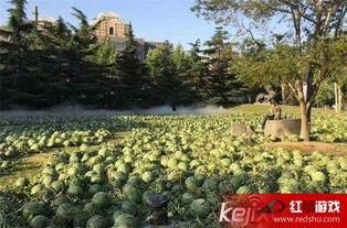 中央美院吃瓜,揭秘艺术院校的“瓜田”风云