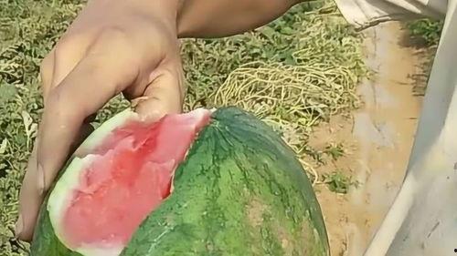 可以直接扒皮吃的瓜,一口咬下满口鲜！揭秘可直接扒皮食用的神奇瓜果
