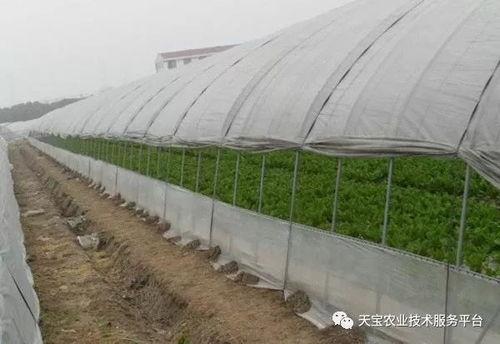 上海头条蔬菜大棚