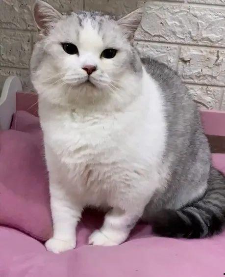 播放网红猫的照片是,捕捉镜头下的萌态瞬间