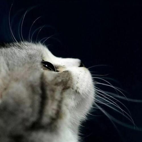 娱乐吃瓜君猫咪摇头